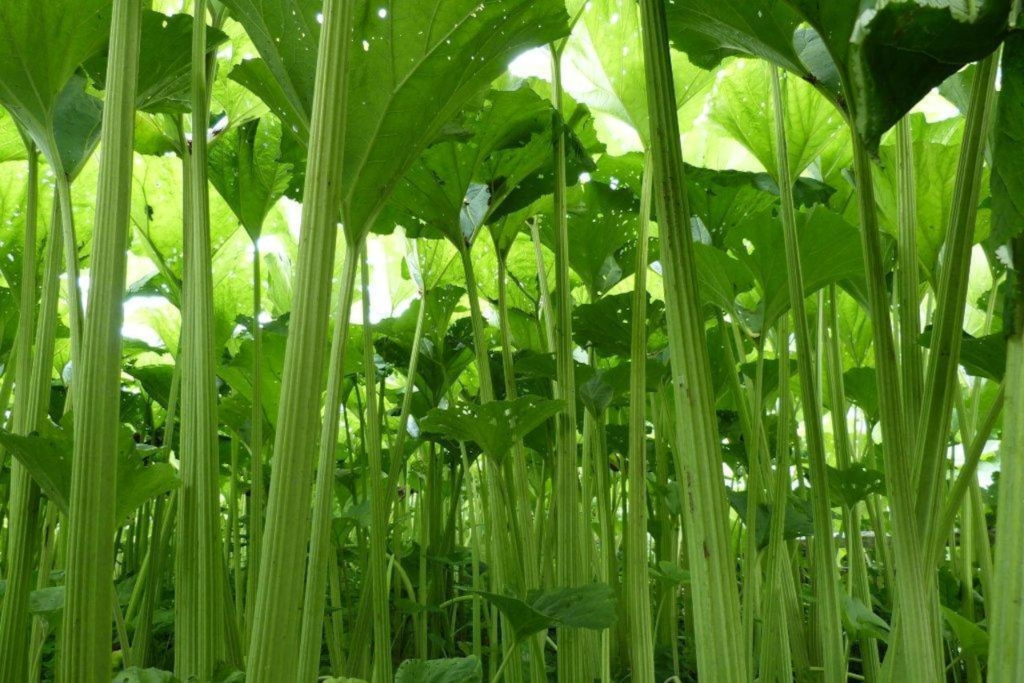 Rawangbuki