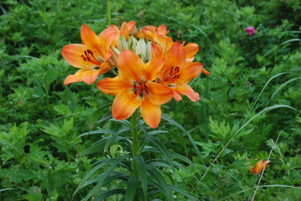Giardino-wakka-1