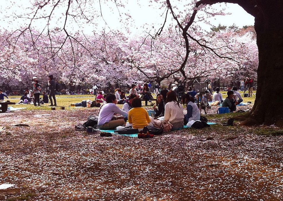 884246 sakura tokyo spring flower peoples picnic tree nature