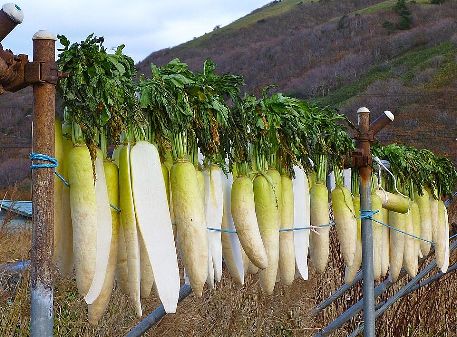 Wakkanai, Japan 2011 Daikon (6291773703)